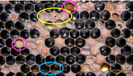 infected frame, showing sunken and punctured cell caps, dead larval scales, and discolored larvae